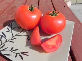 Osborne Seed Company Variety Trials: So many tomatoes, so little ...